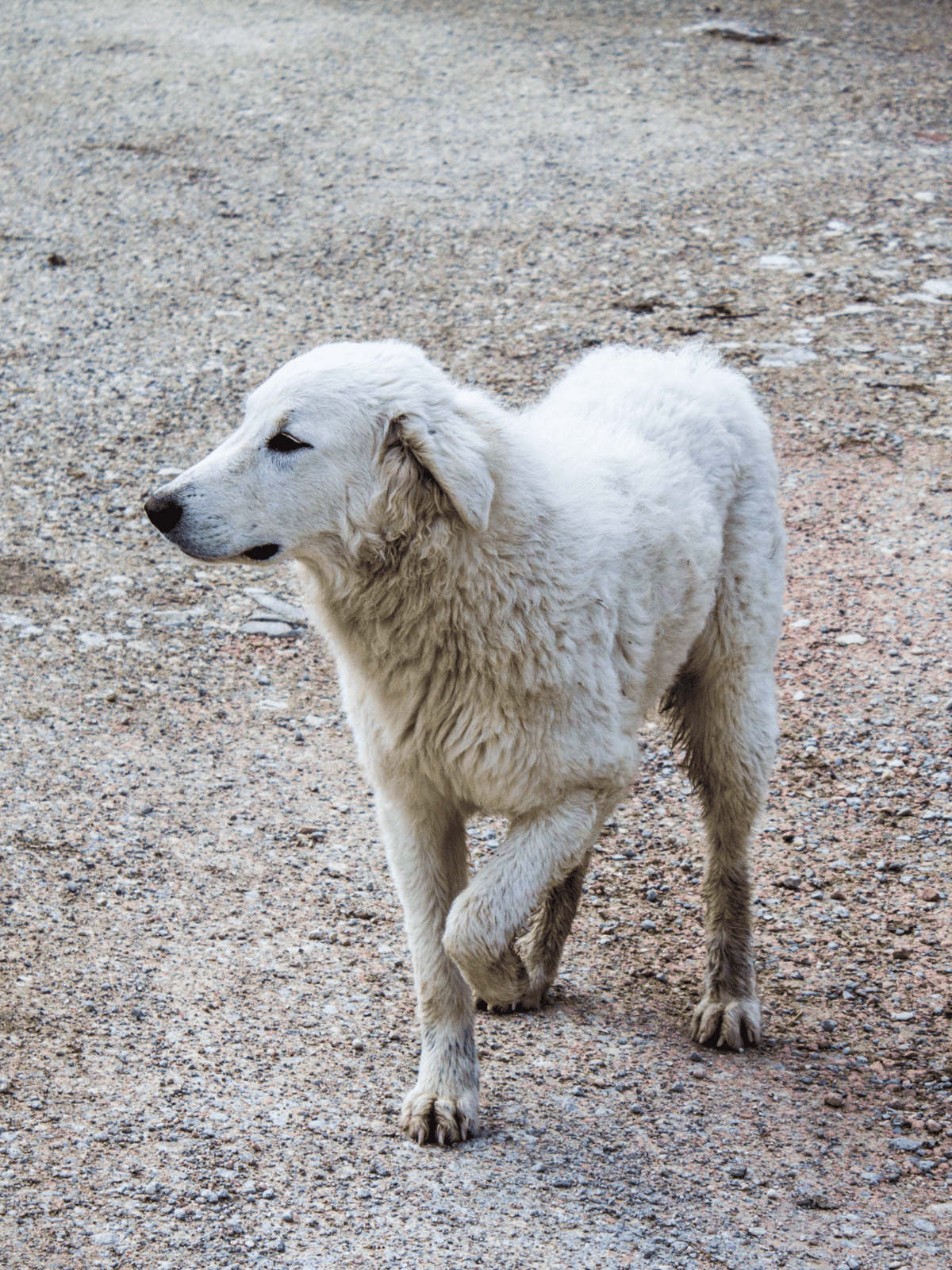 Dog walking on a dirt path, looking to the side, with a fluffy white coat, in an outdoor environment.