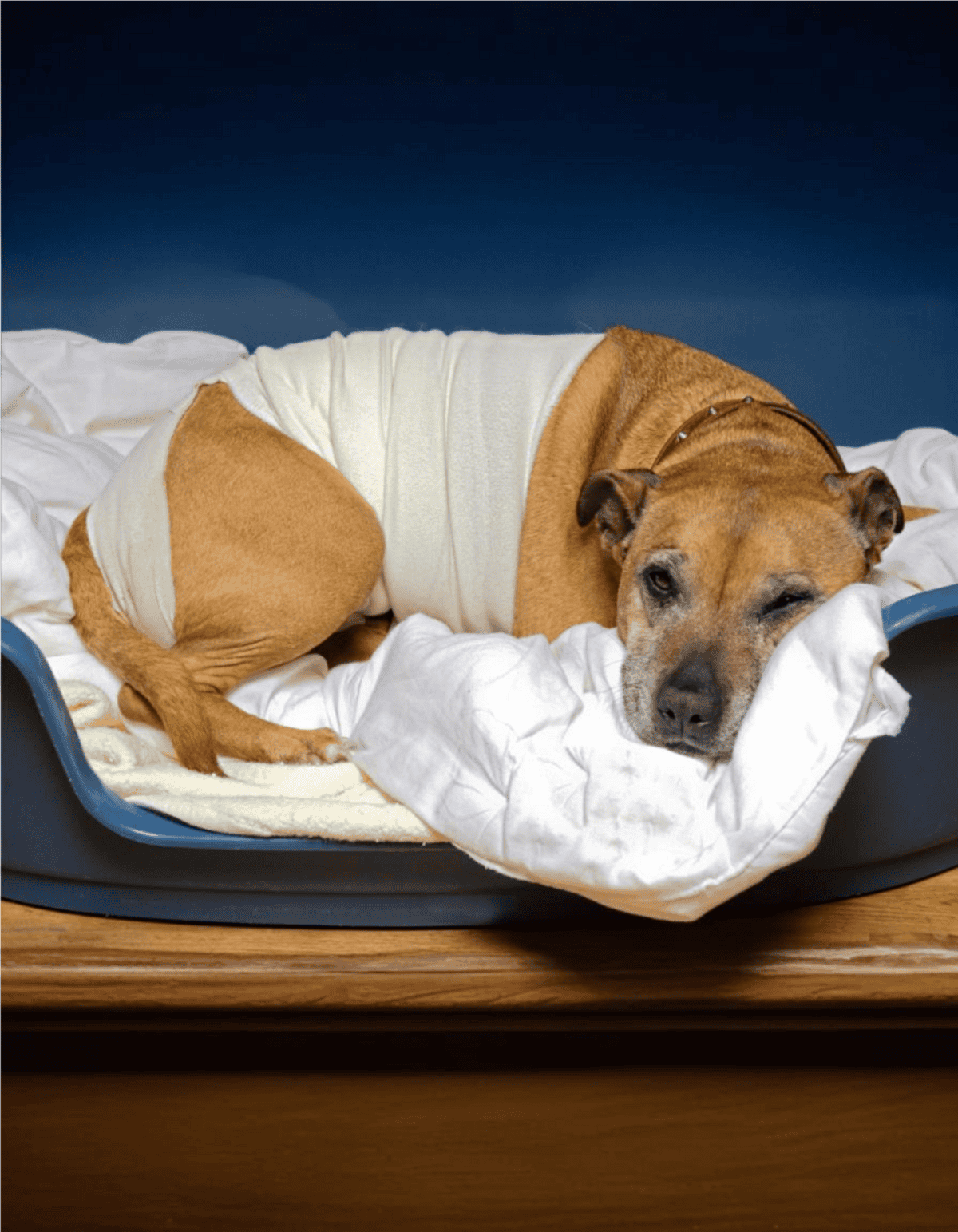 Dog with injury bandages resting on a soft white blanket, showcasing pet health and recovery solutions.