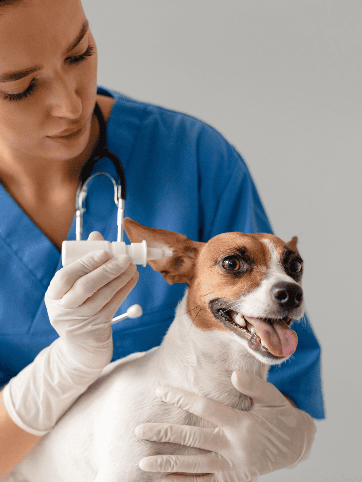 Veterinarian examining a dog’s ear with medical tools for pet health care.