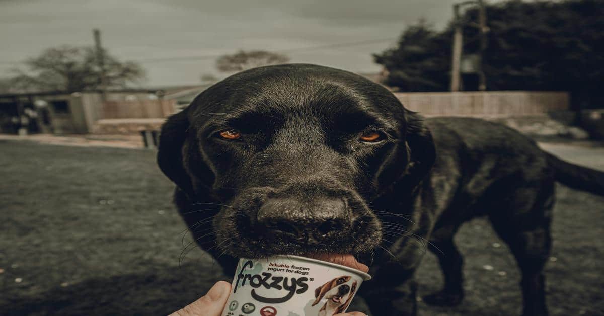 Black dog licking Frozzys frozen yogurt treat for dogs in backyard setting.