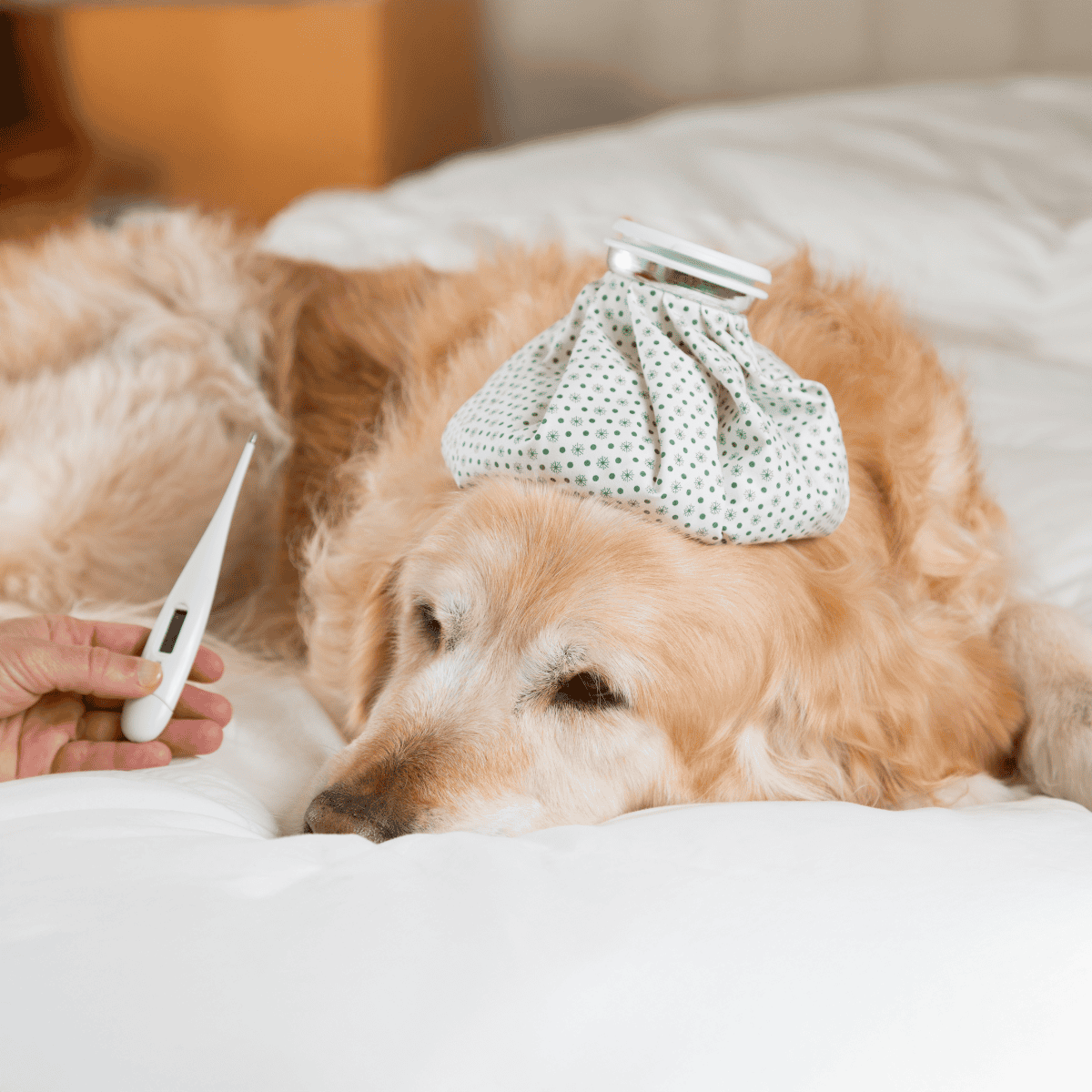 Dog with ice pack on head and thermometer in hand.