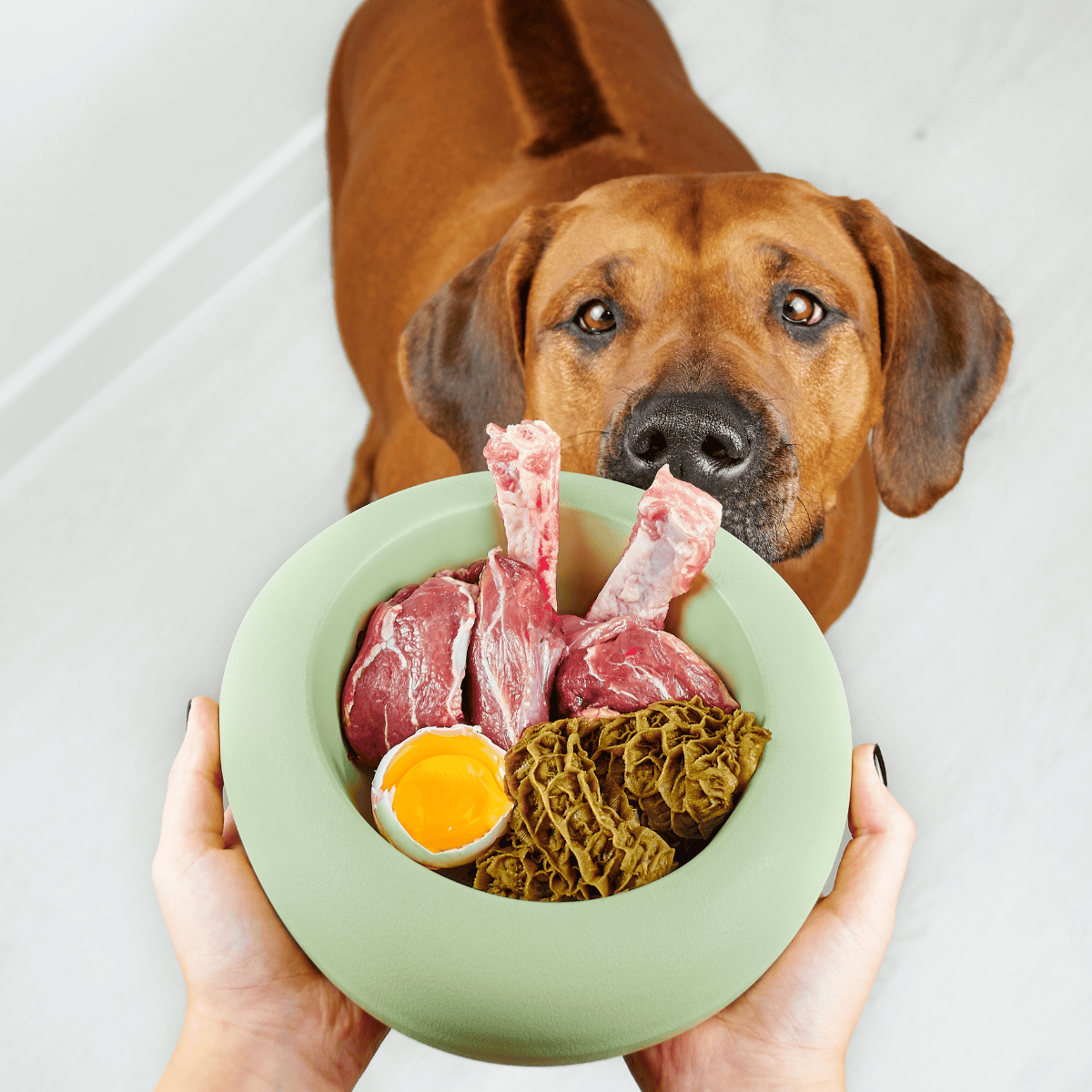 Dog eating nutritious raw meat and bone meal, fresh and healthy protein diet for dogs.