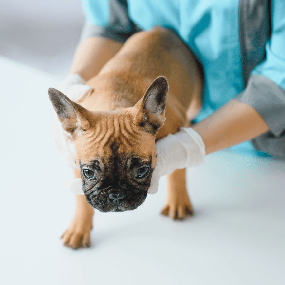 Close-up of a French Bulldog being examined by a vet.