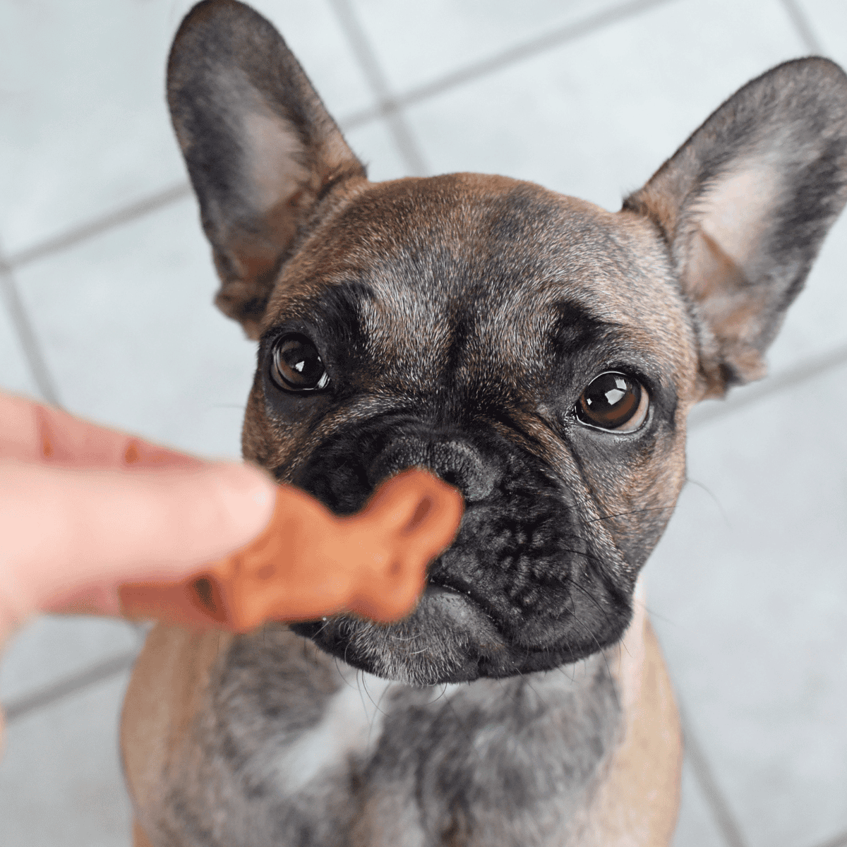 Adorable French Bulldog receiving a treat from a human hand.