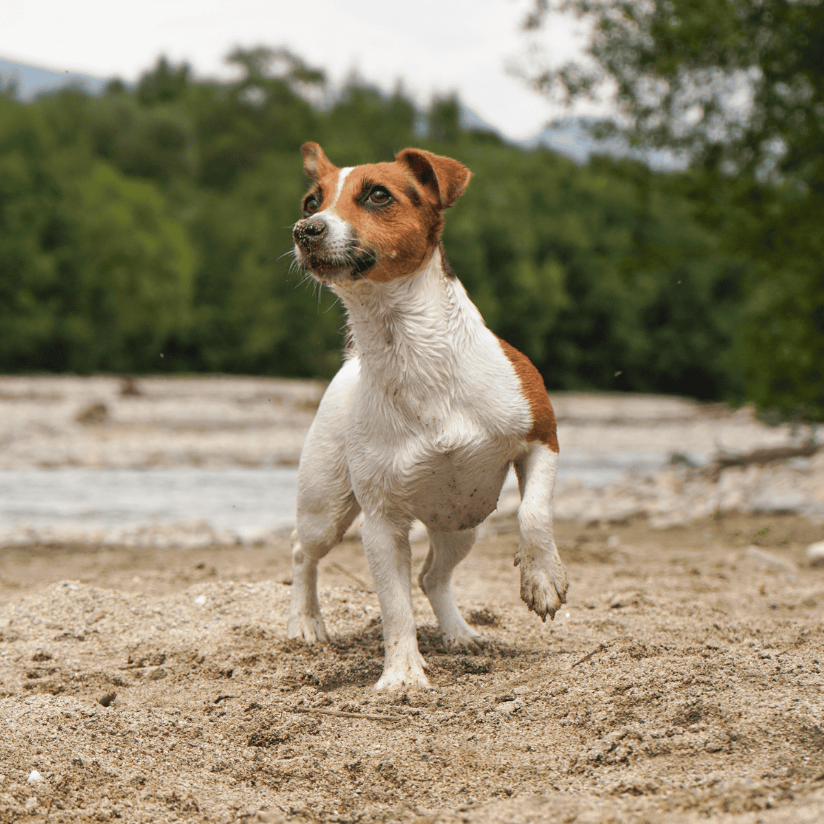 Dog enjoying outdoor playtime, Jack Russell terrier in nature, active dog leaping in sandy area, perfect for pet lovers and dog care tips.