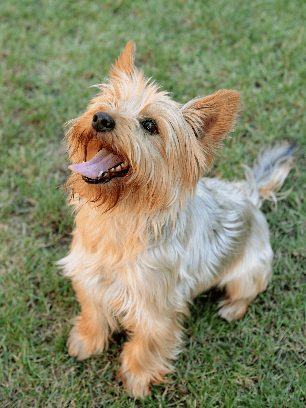Adorable Yorkie dog enjoying outdoor playtime on green grass.