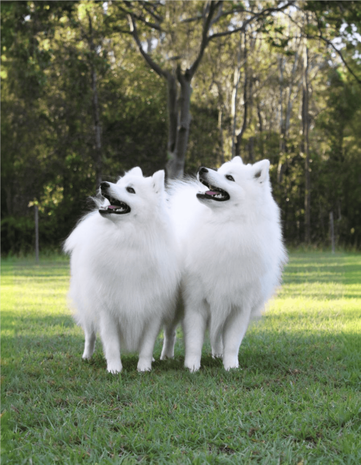 Adorable white Siberian Huskies enjoying a sunny day in the park.