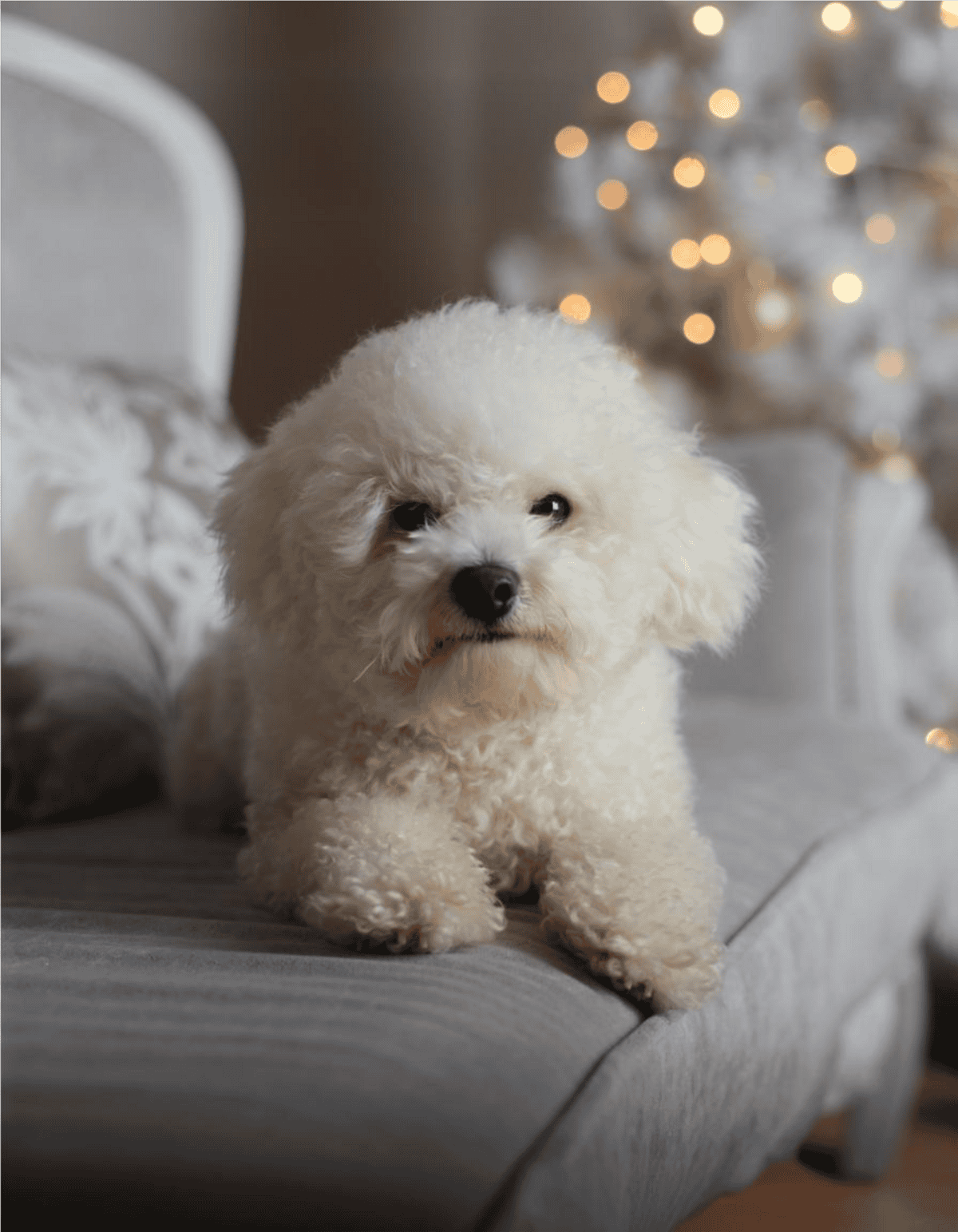 Adorable white puppy sitting on cozy grey sofa with blurred Christmas tree lights in background.