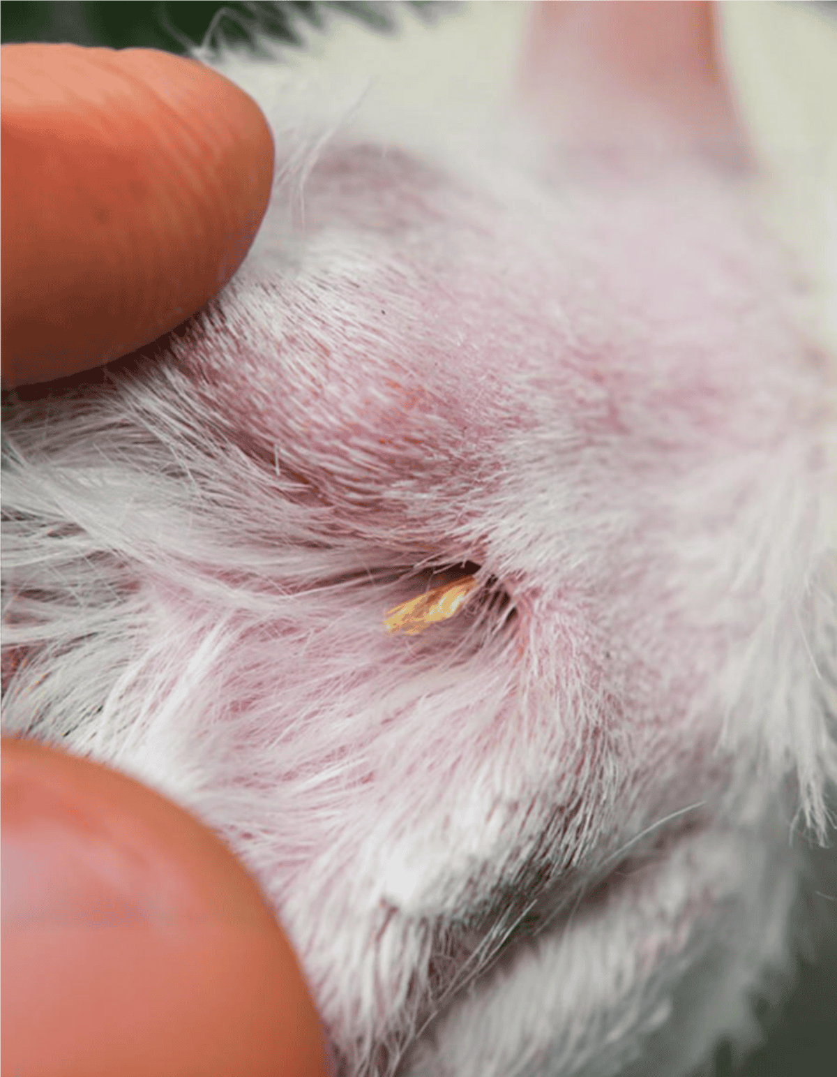 Flea or tick bite on dogskin, close-up of pet skin with minor irritation, showing grooming and flea prevention importance.