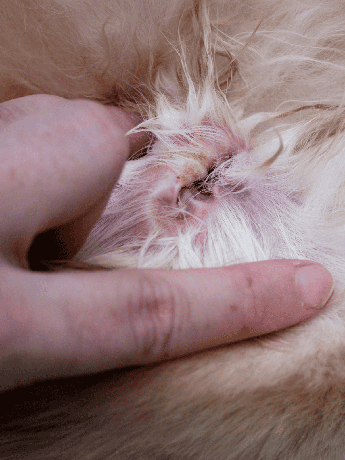 Close-up of flea removal from dog's skin, showing skin irritation and flea presence.