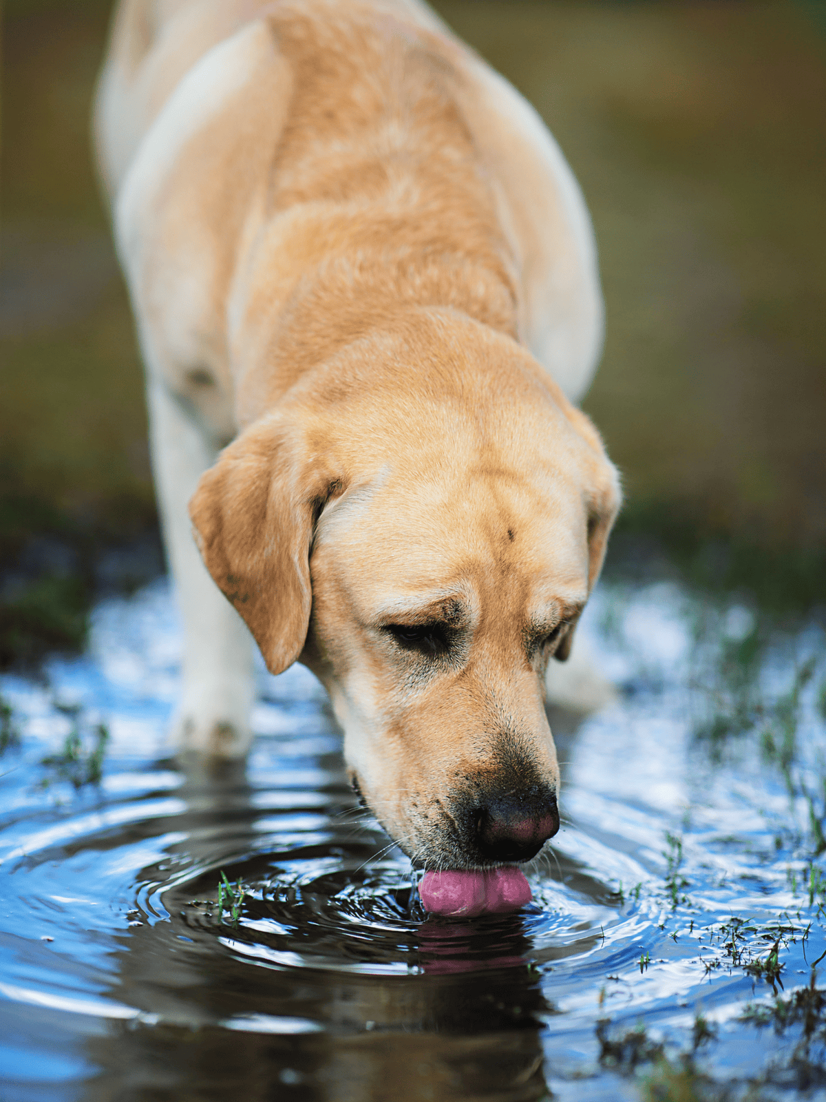 Friendly Labrador drinking from a freshwater pond during outdoor play.