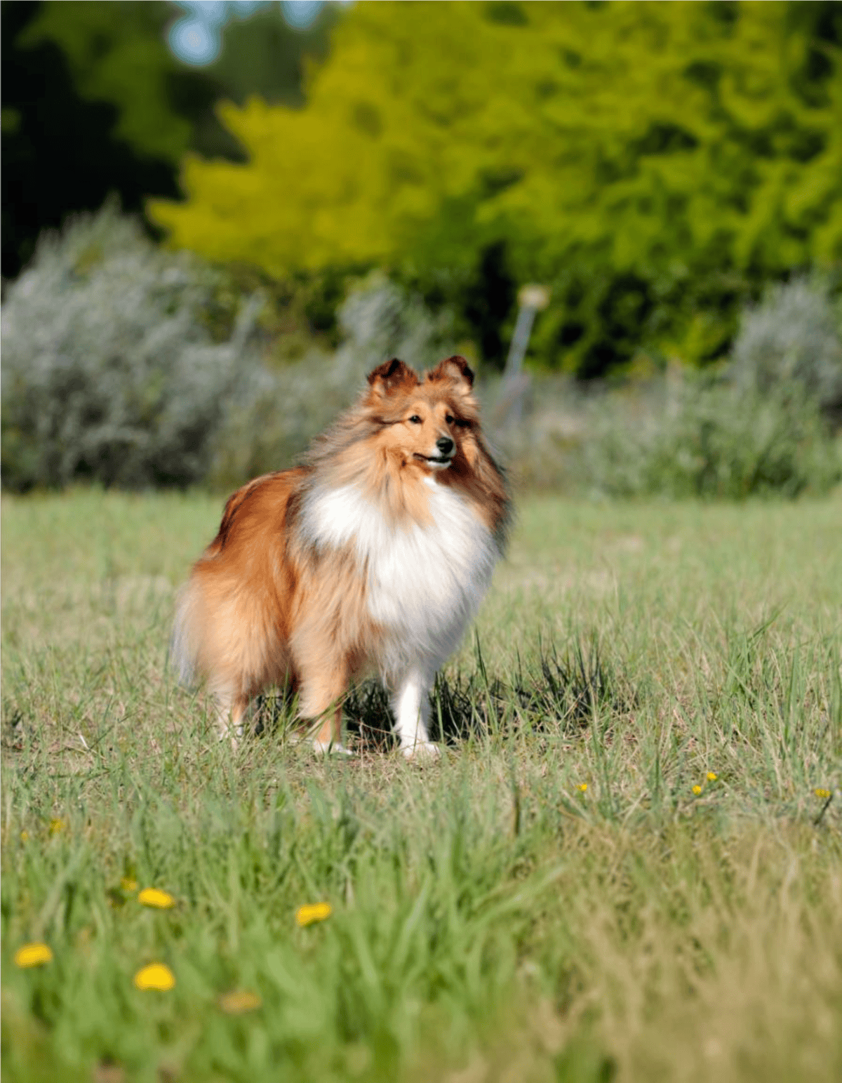 Fluffy Shetland Sheepdog standing in a grassy field with trees, showcasing a loyal dog's outdoor nature.