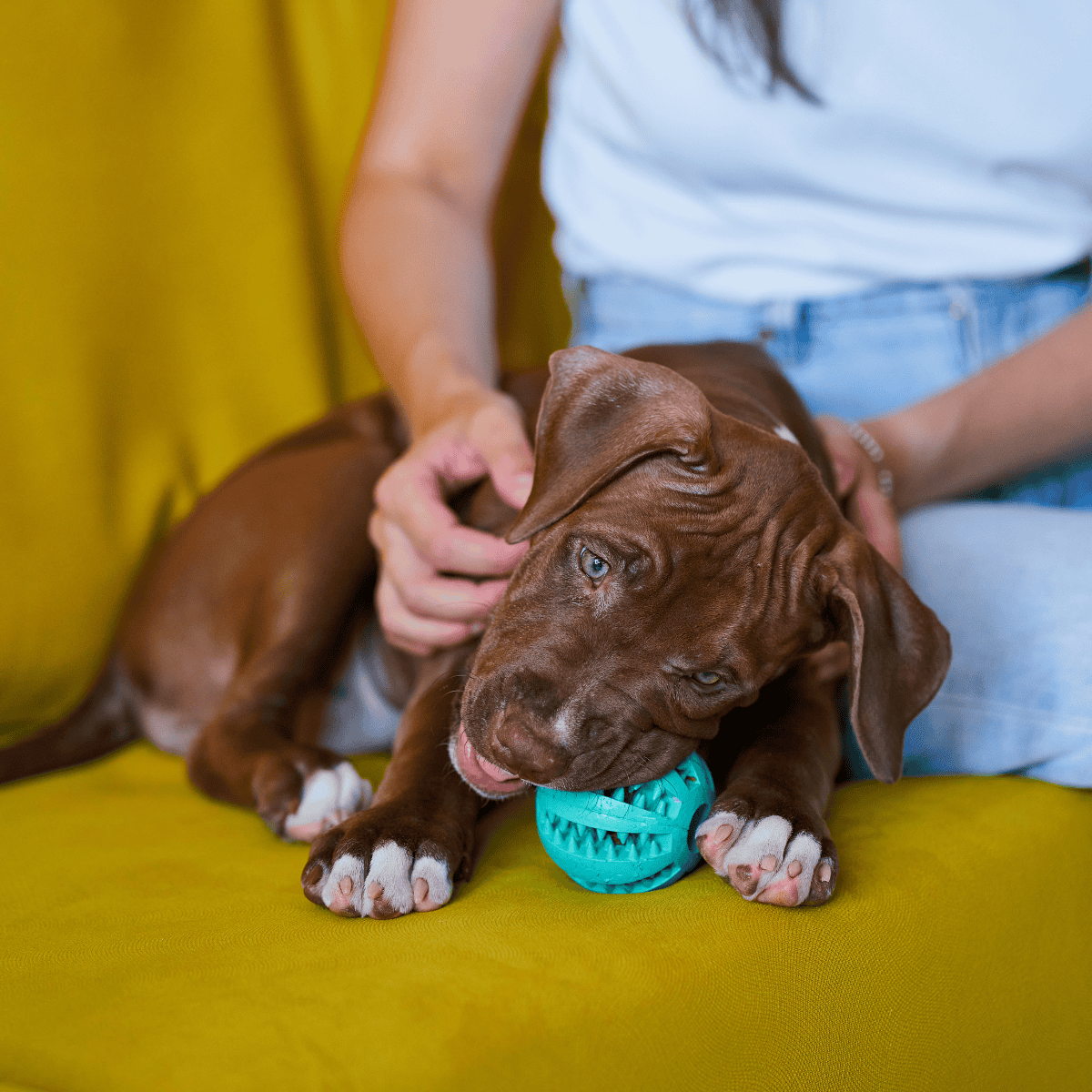 Adorable brown puppy chewing a blue toy dog ball on yellow couch.