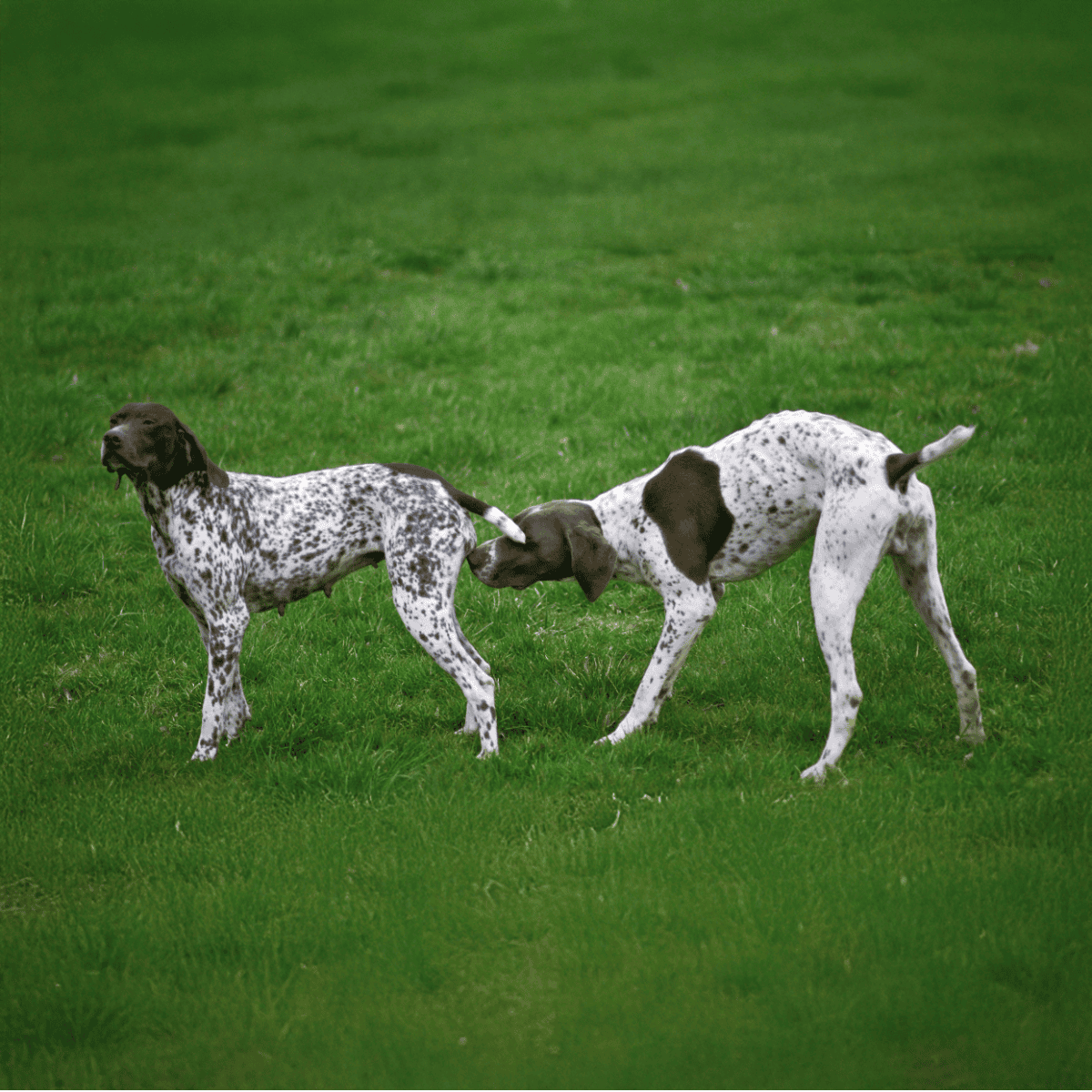 Adorable German Shorthaired Pointers interacting and playing together on lush green grass.