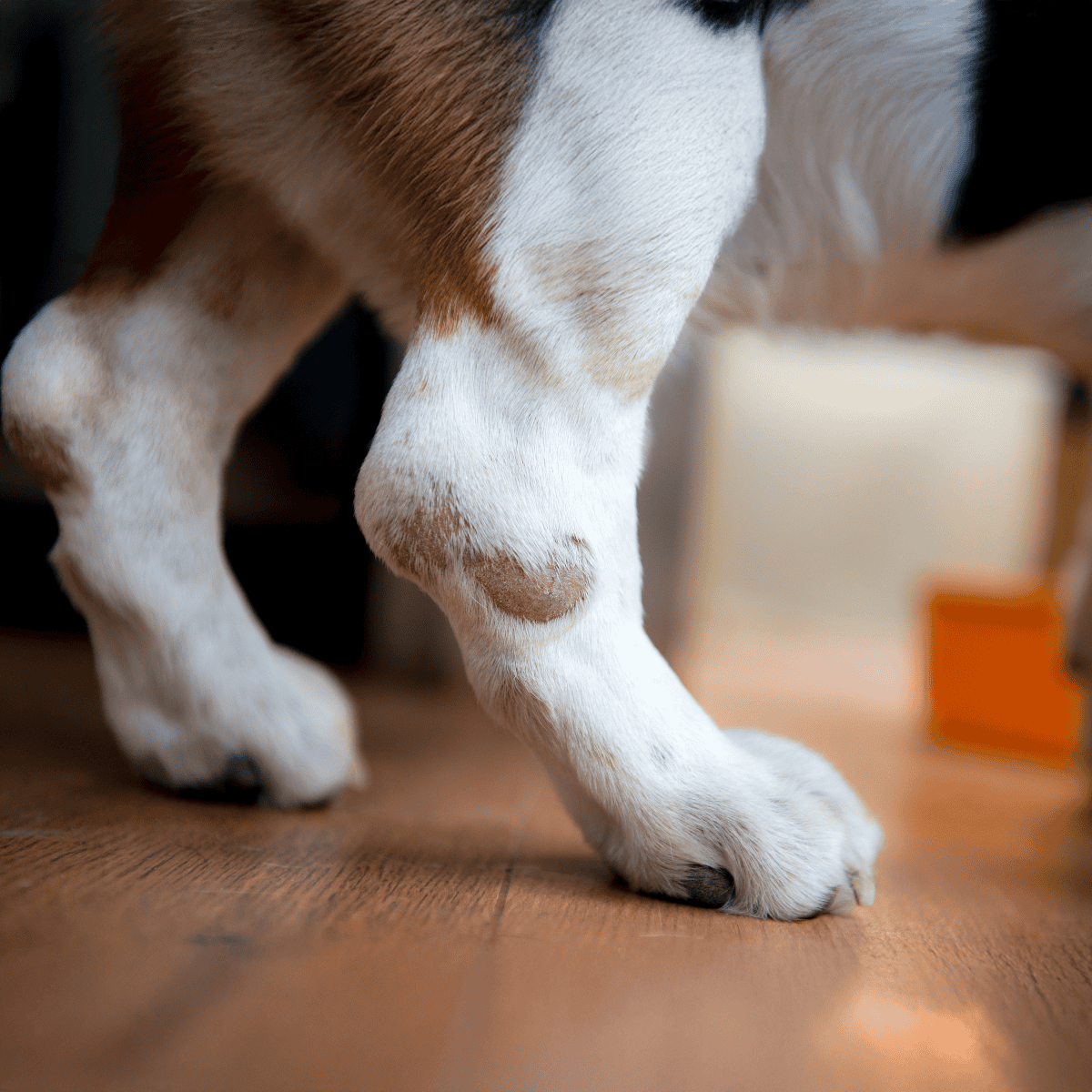 Close-up of a cute dog's paw resting on a wooden floor.