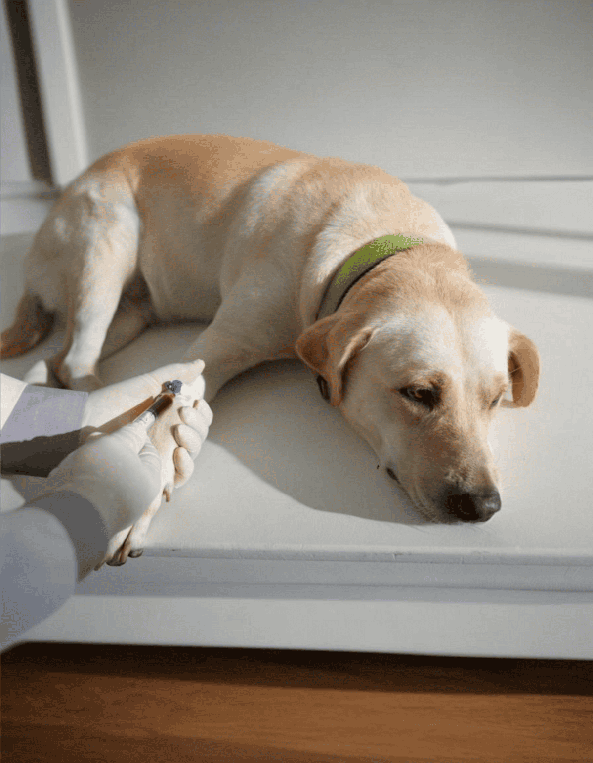 Dog receiving vaccination in a veterinary clinic, health care for dogs, veterinarian administering shot.