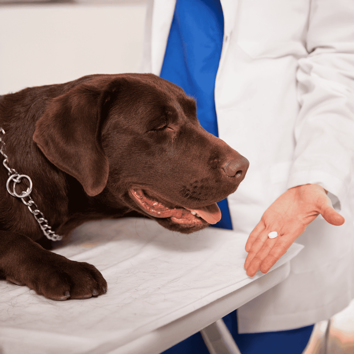 Dog medication, vet care, pet health, dog medication, wellness products.