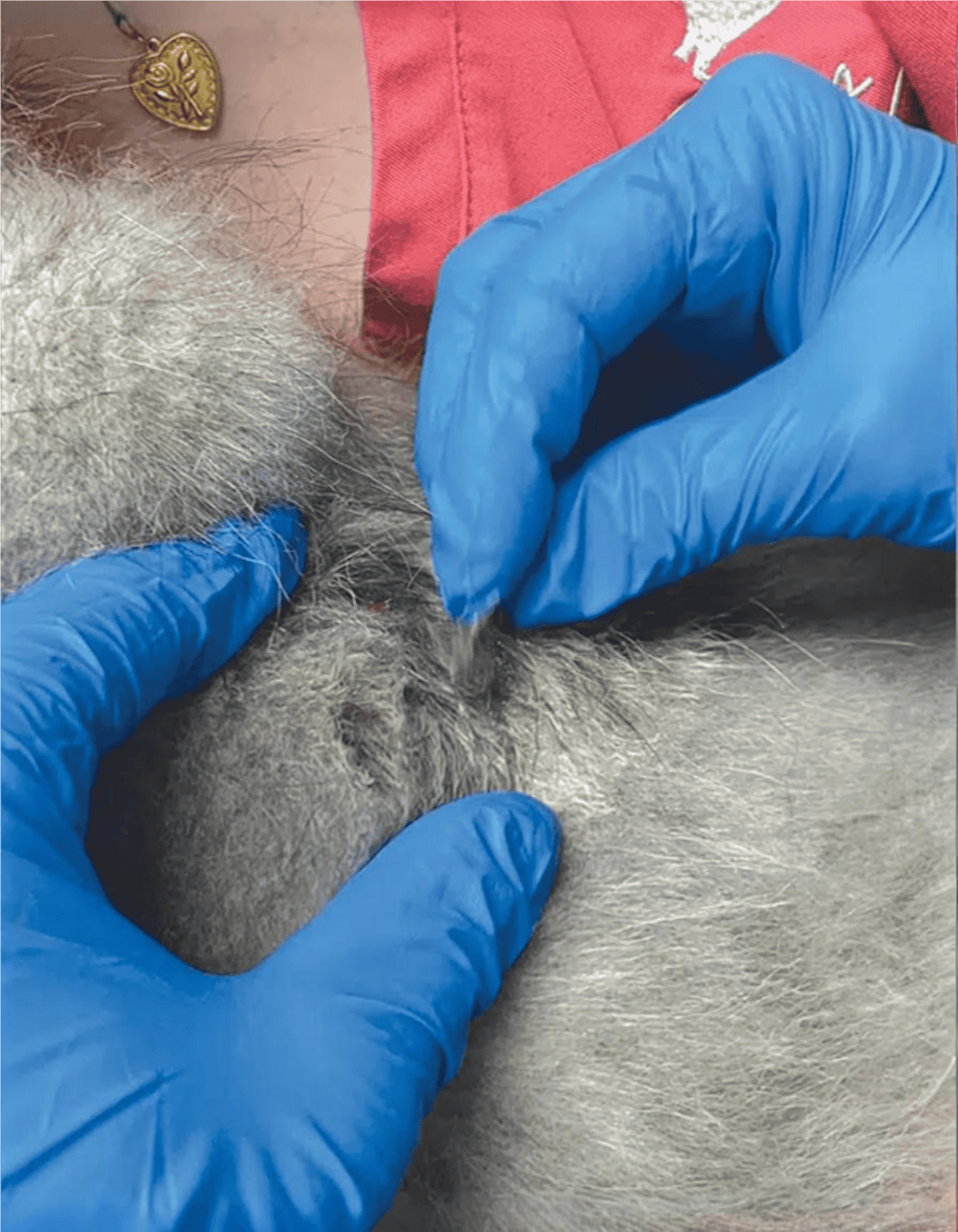 Close-up of a veterinarian examining a dog's skin with gloved hands for health diagnosis.
