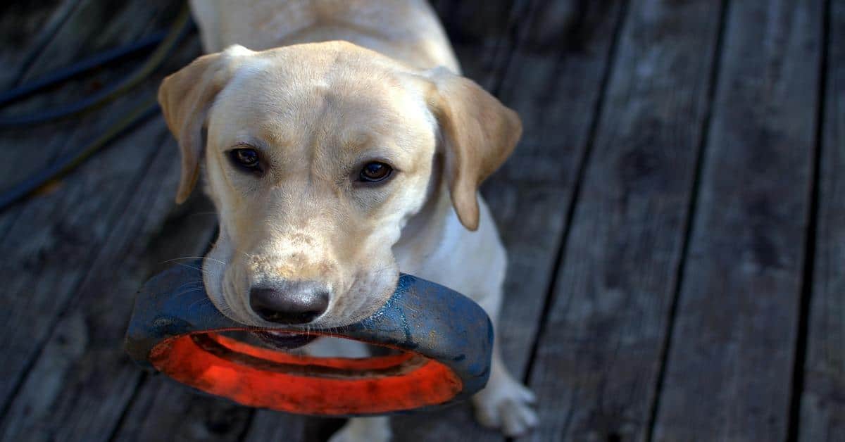 Adorable dog holding a red rubber toy in its mouth on a wooden deck. Perfect for dog playtime and fetching fun.