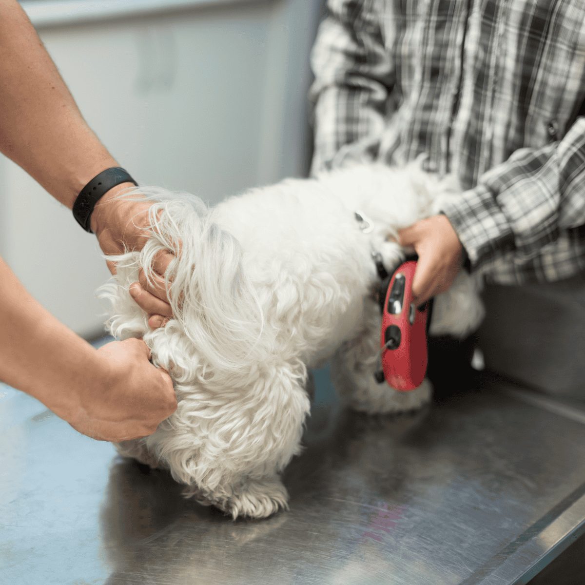 Vaccinating dog at veterinarian clinic, pet health checkup, puppy vaccination, animal vet visit.