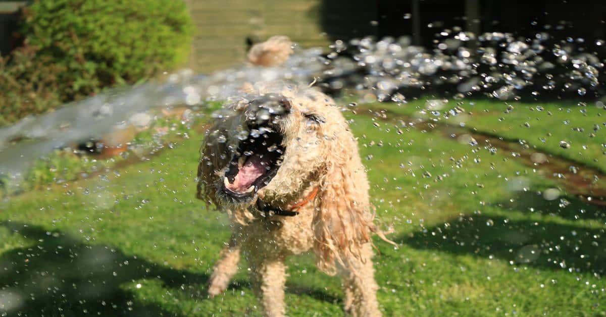 Playful dog splashing in a pond on a sunny day.