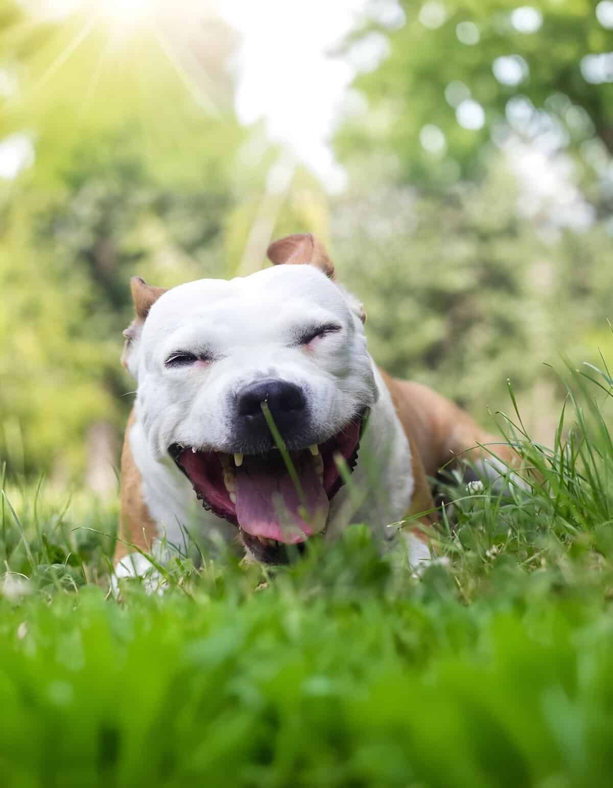 Happy dog lying in green grass, smiling with tongue out in sunny park.