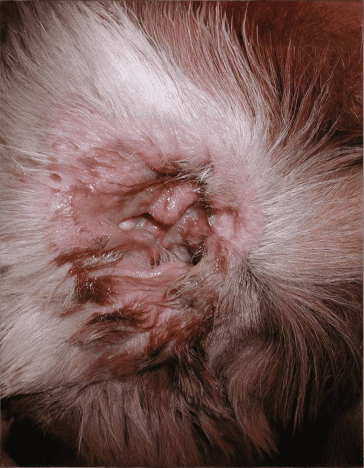 Close-up of a dog’s irritated skin showing redness, inflammation, and abnormal discharge.