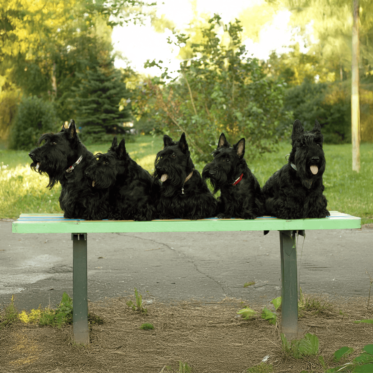Adorable Scottish Terriers sitting on a park bench in a lush green park setting.
