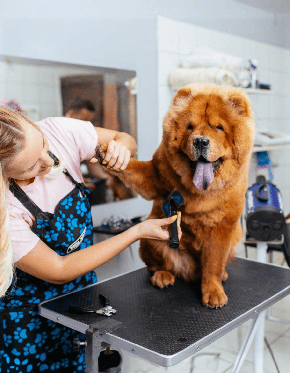 Grooming your dog at a professional pet grooming salon with grooming tools and hygienic environment.