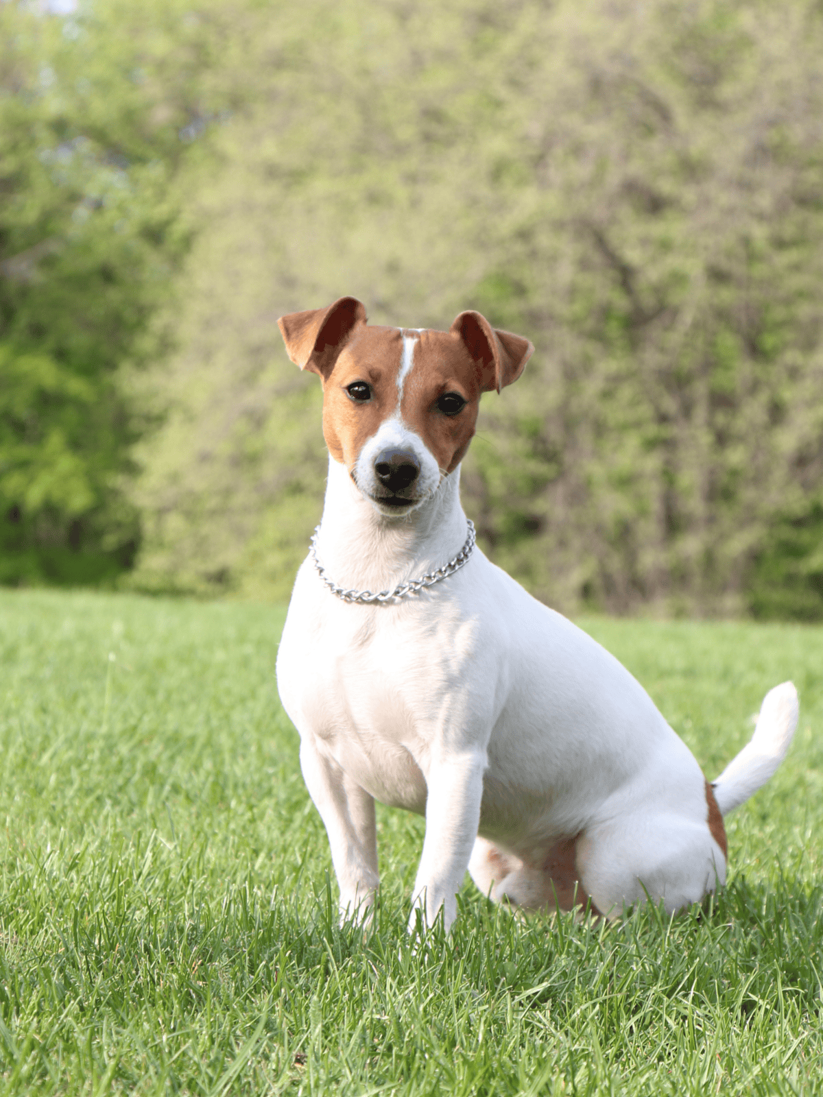 Adorable Jack Russell Terrier sitting on lush green grass in a park during spring, showcasing a friendly, healthy dog.