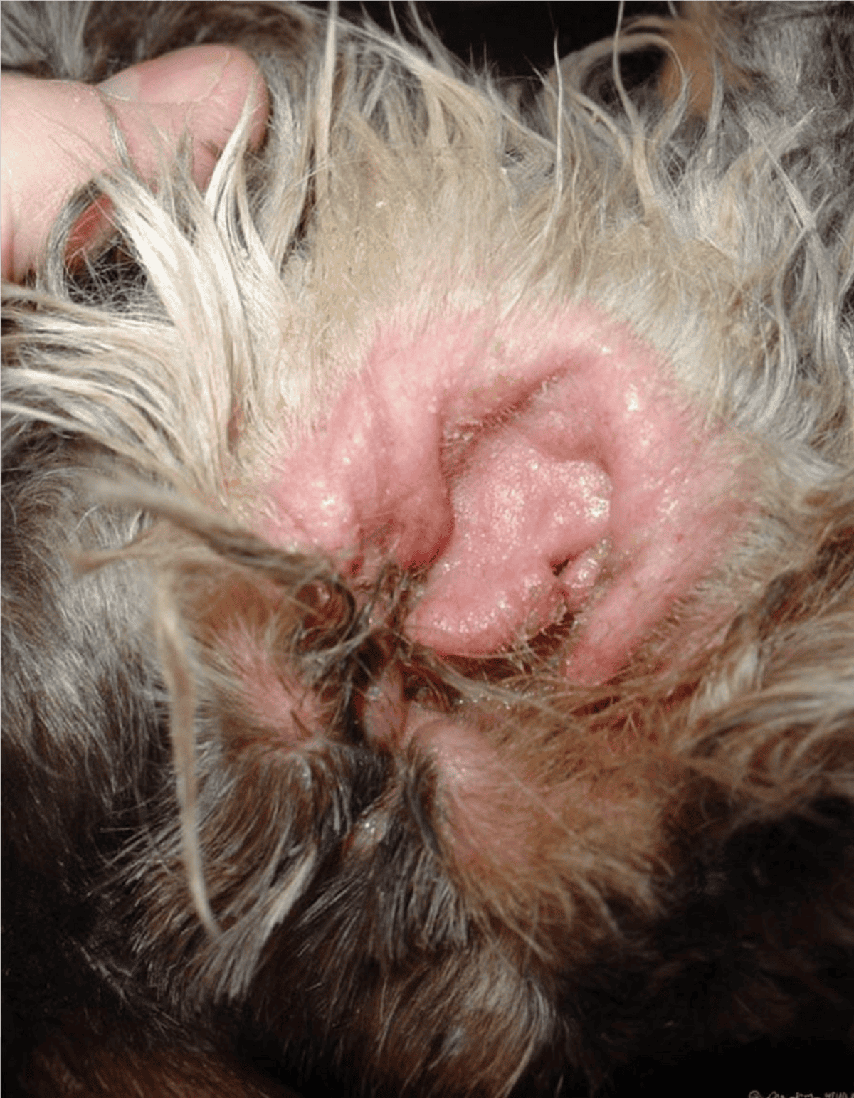 Close-up of a dog’s inflamed, red skin with signs of infection or irritation.