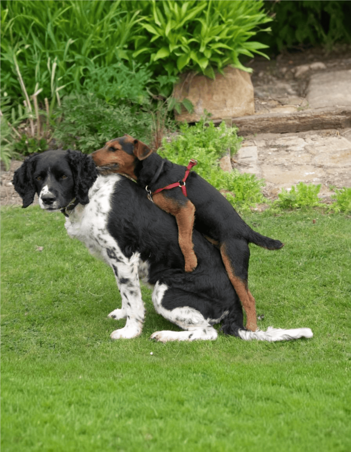 Adorable dogs playing outside in garden with greenery and rocks.
