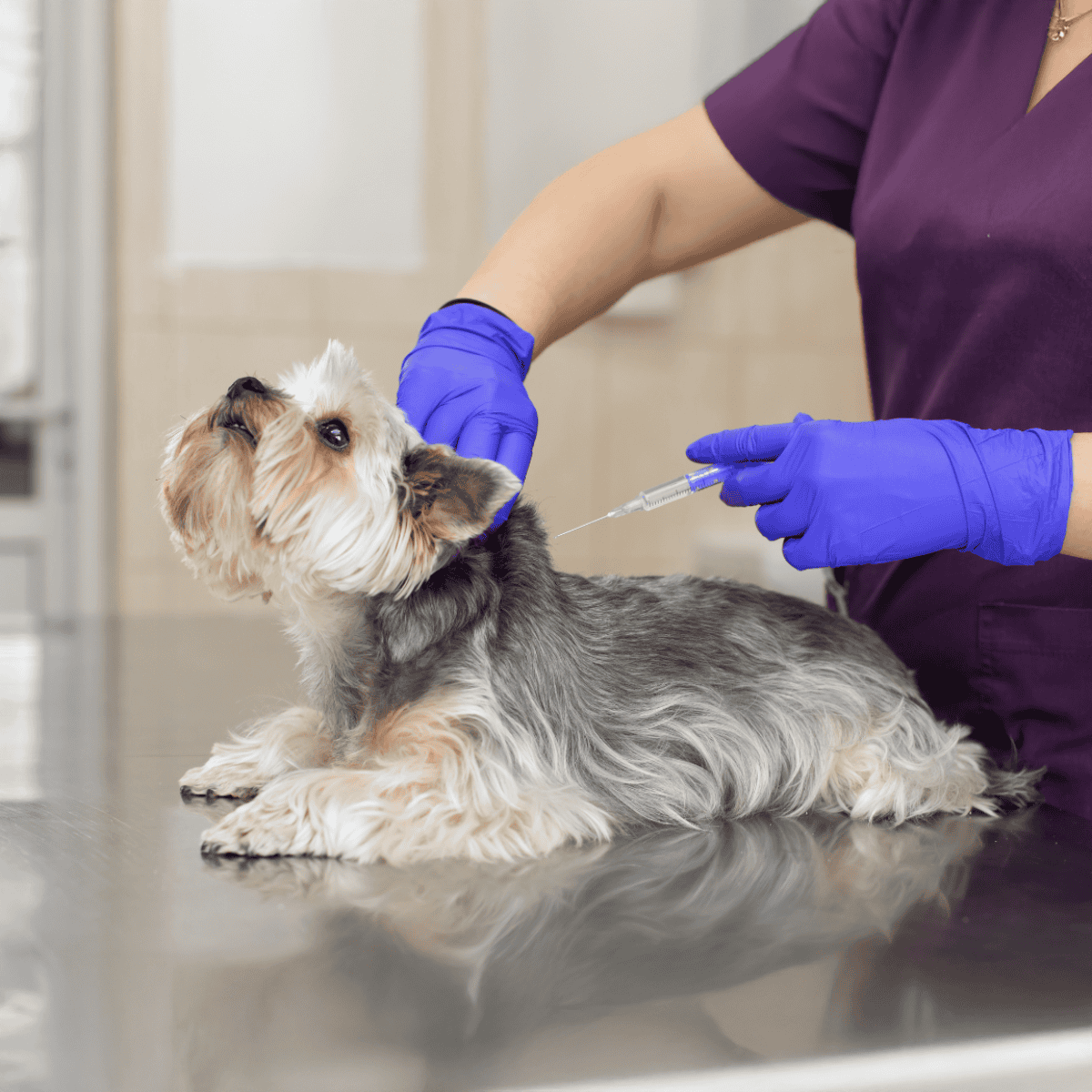 Dog receiving a vaccine from a veterinarian in a clinic setting.