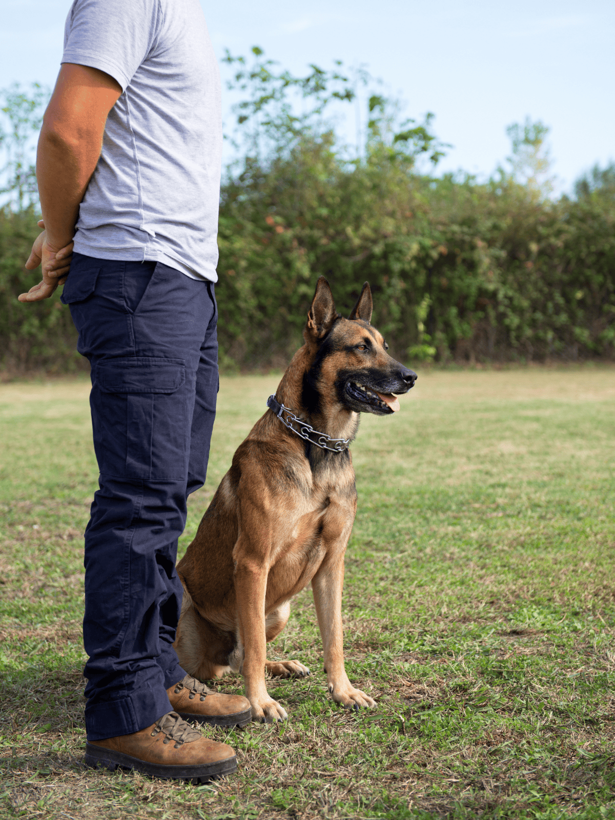 Dog training, obedience, and dog trainer services for German Shepherds at Dogfix.com.