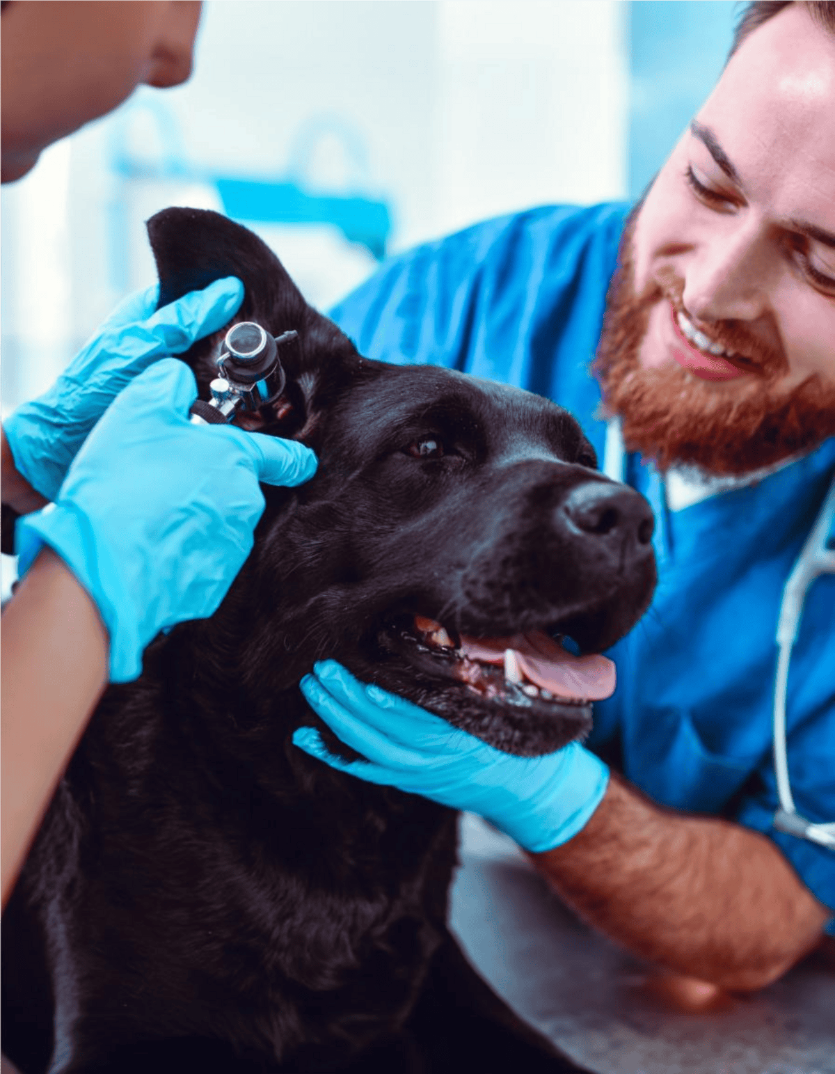 Close-up of veterinarian examining dog with otoscope, vet clinic setting, animal health care.
