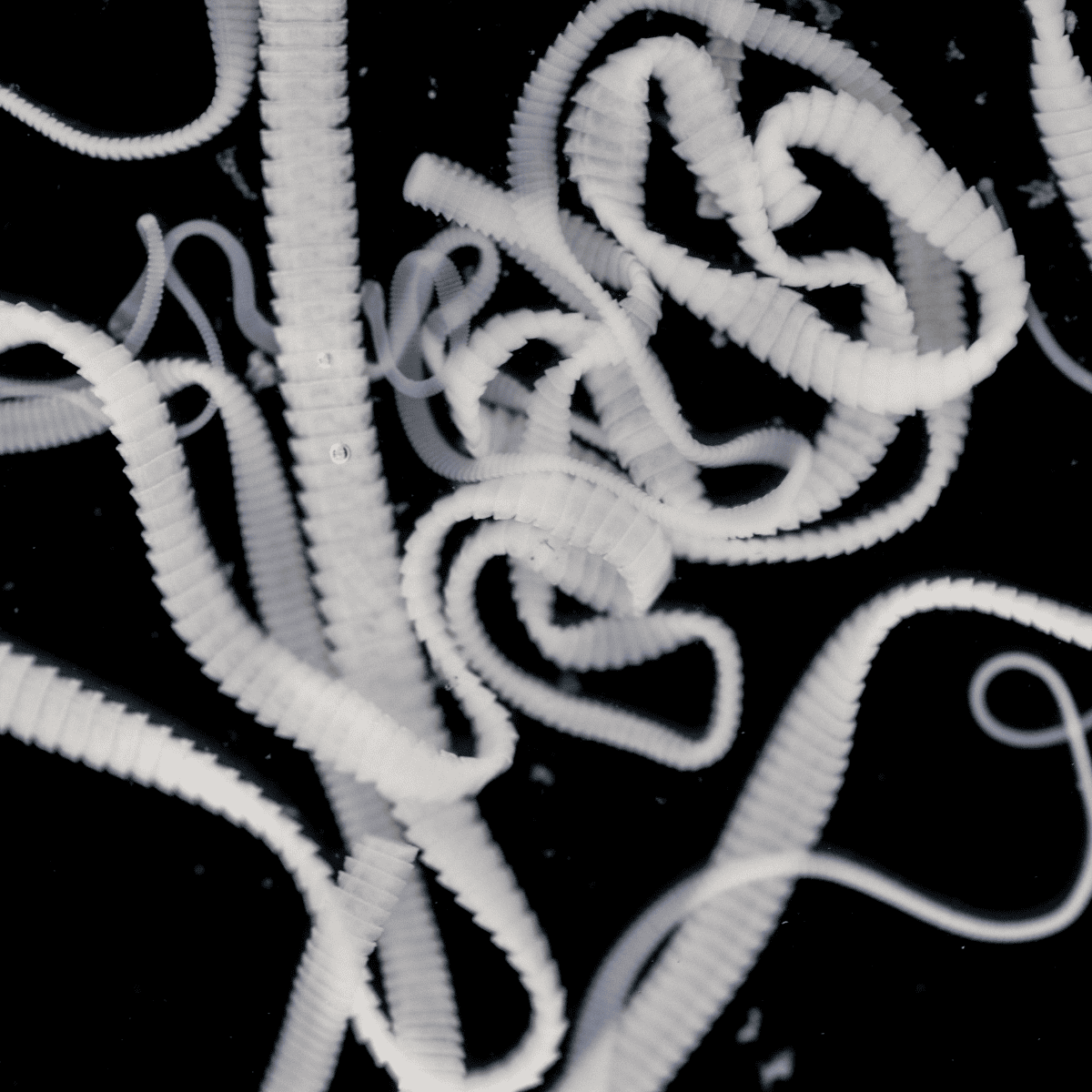 Close-up of white plastic zip ties tangled together on a black surface for recycling or disposal.