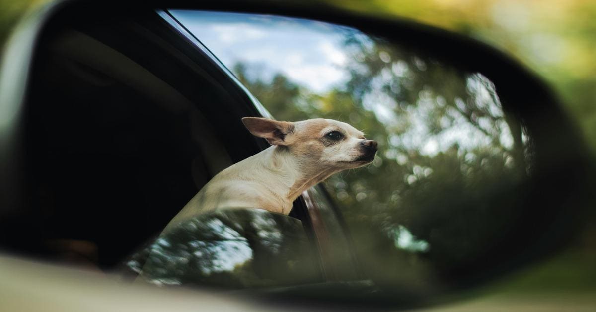 Dog looking out of car window on a scenic drive.
