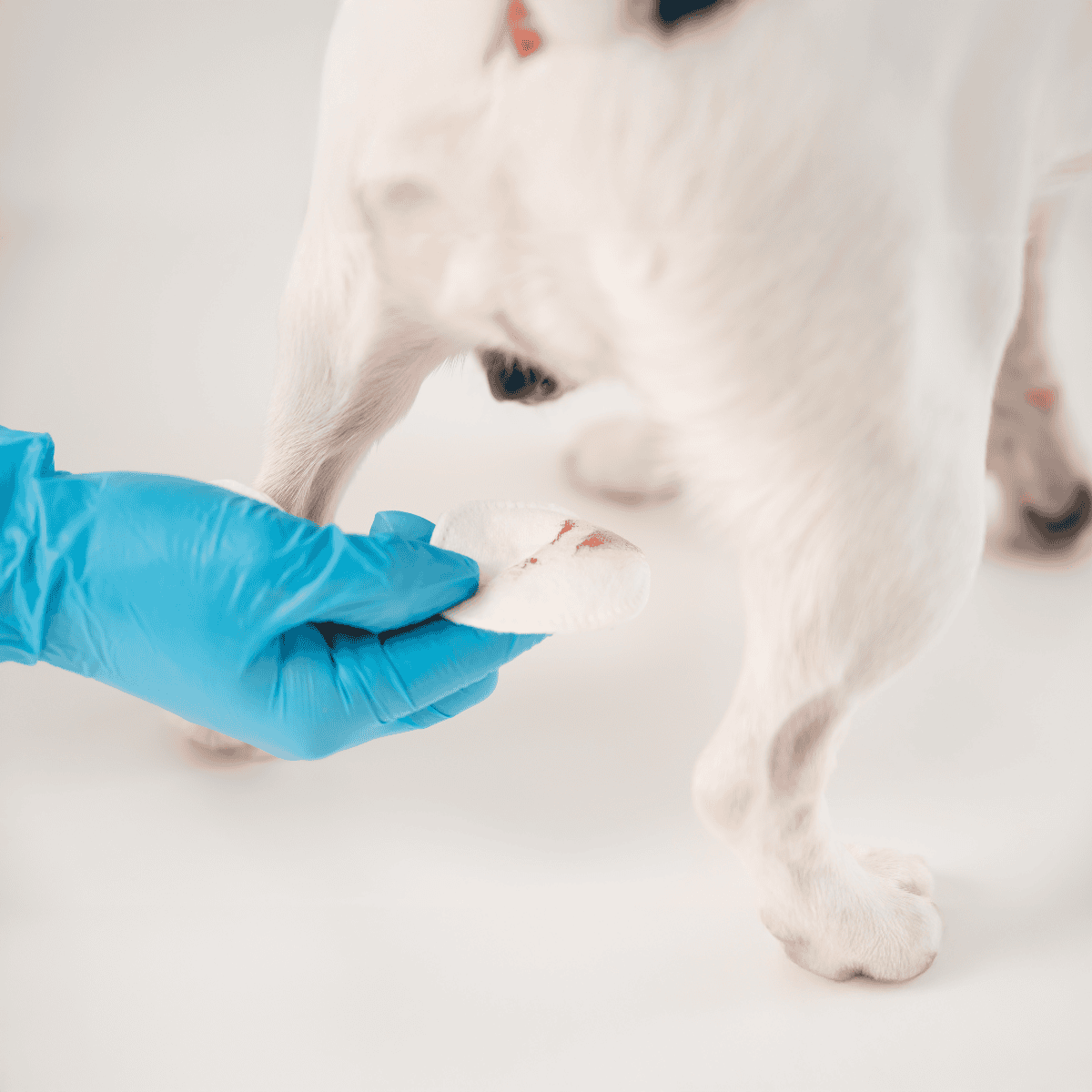 Vet care, dog health services, pet health care, dog treatment.