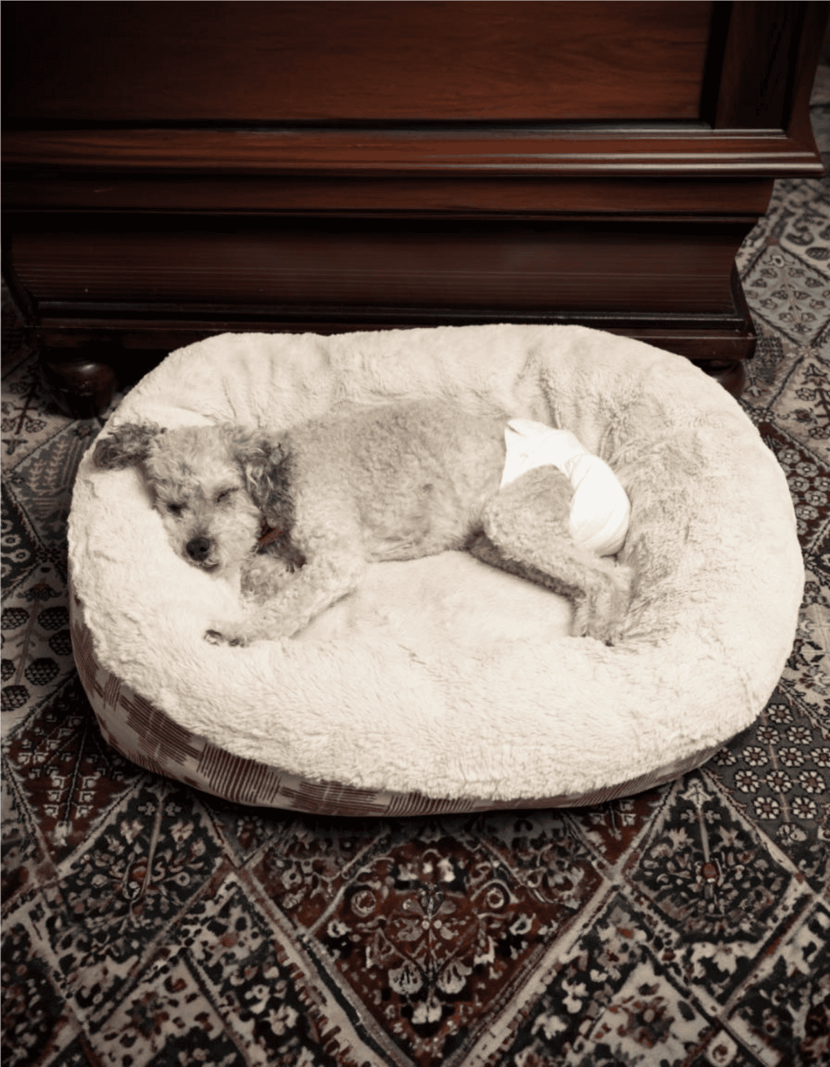 Comfortable dog bed, cozy pet bed for small dogs, plush pet bed with belly band.