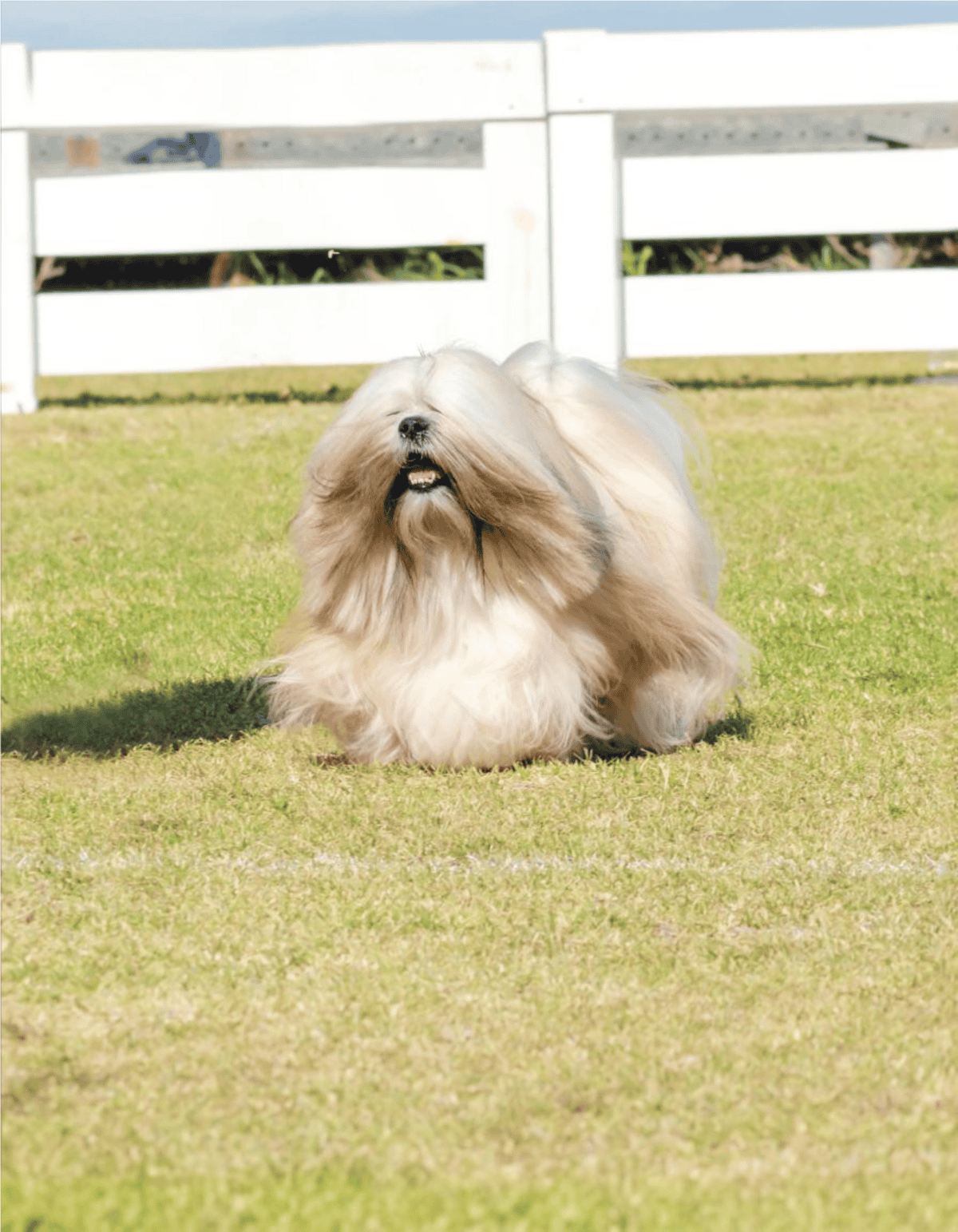 Long-haired Shih Tzu lying on green grass in backyard.