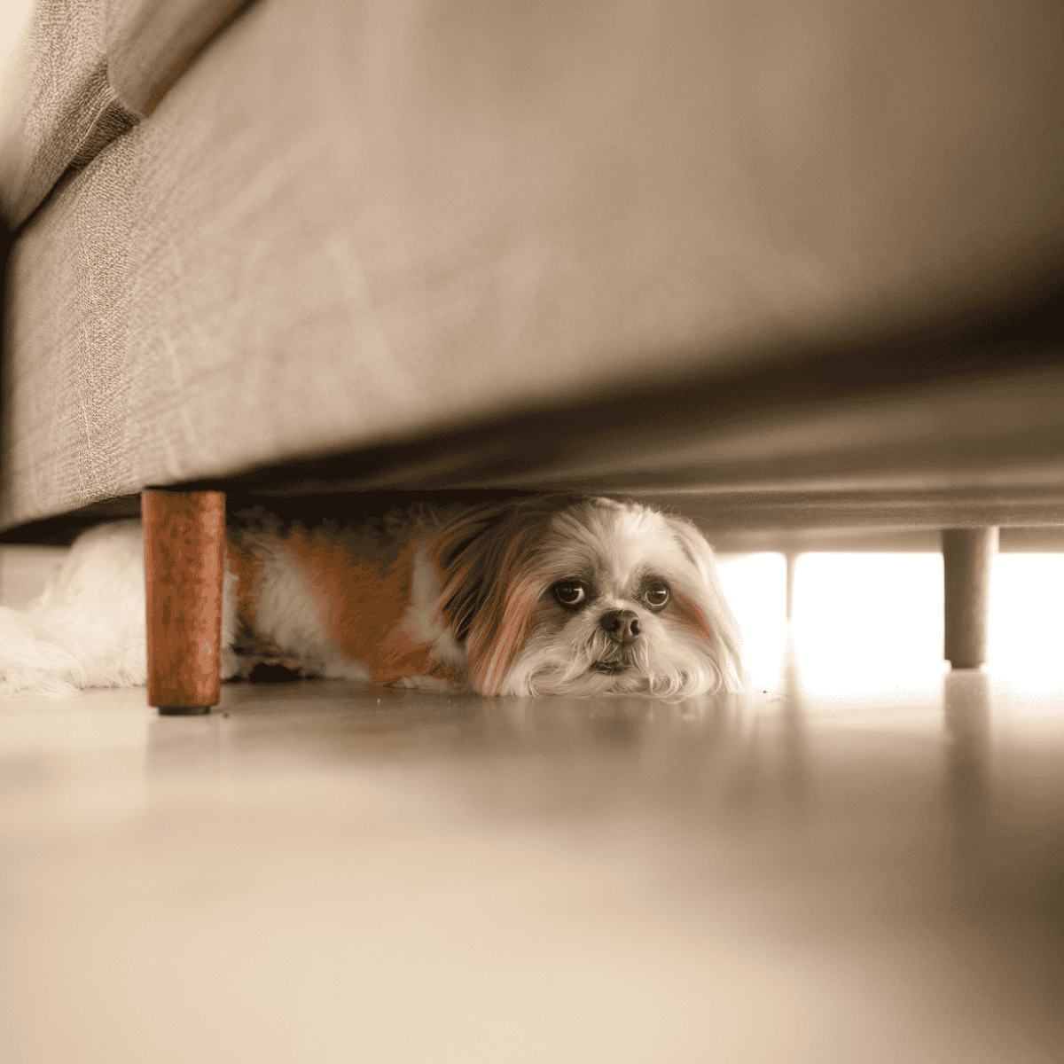 Cute dog peeking from beneath a sofa during playtime or resting under furniture.