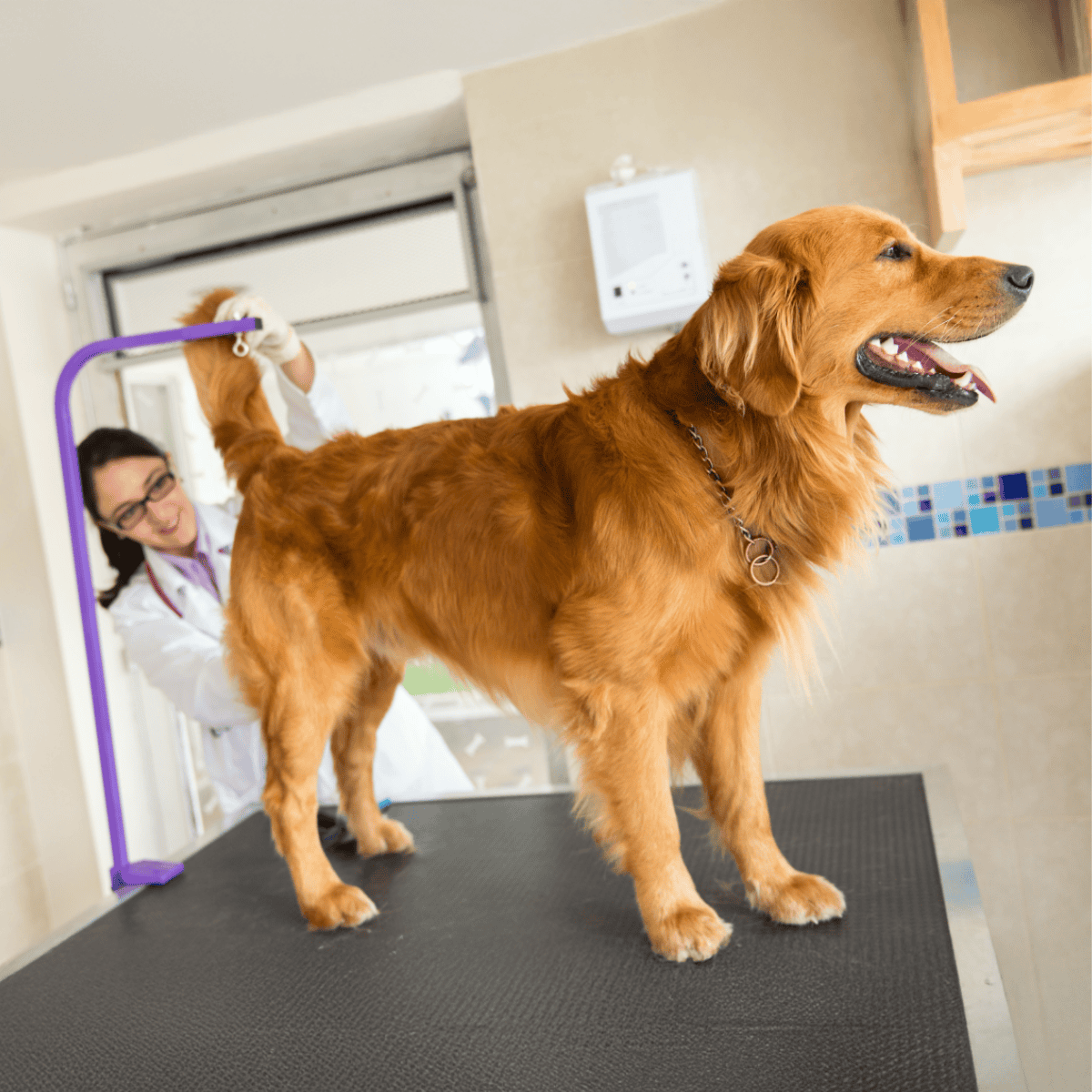 Happy dog during grooming session at a veterinary clinic with pet care professional.