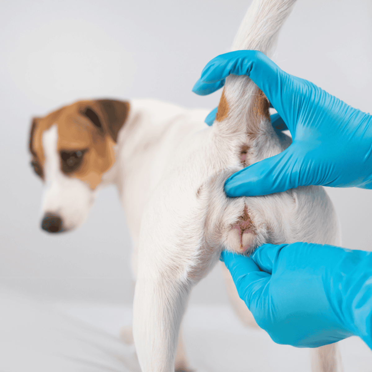 Dog health exam and grooming service.