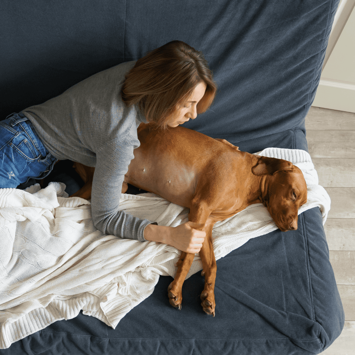 Dog laying on sofa with owner providing comfort.