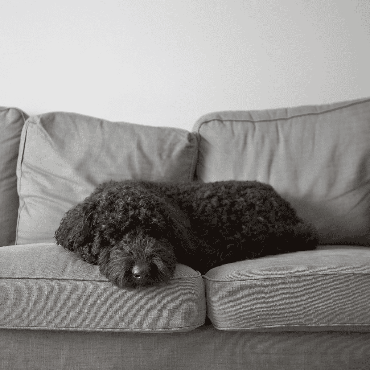 Adorable black curly poodle sleeping on a gray couch in a cozy home setting.