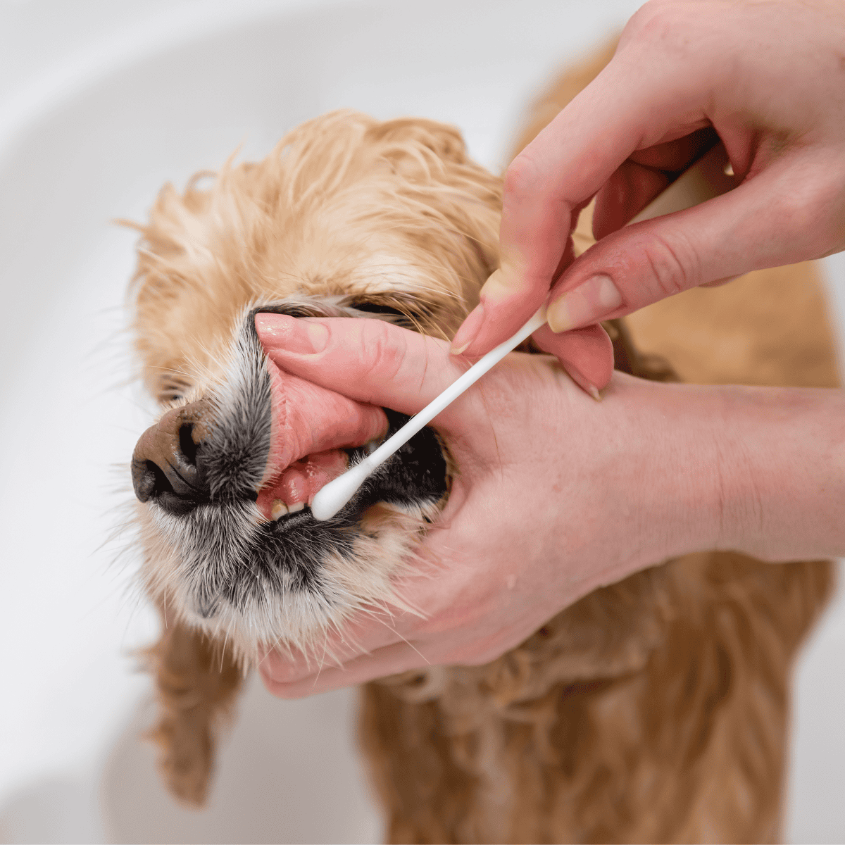 Alt text: Person brushing a golden retriever's teeth with a cotton swab, dog licking lips, dental hygiene.