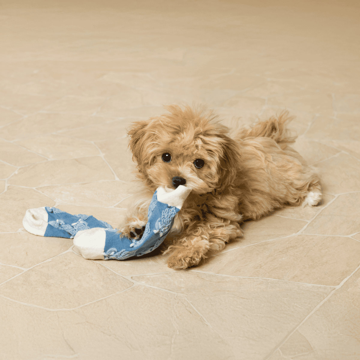 Adorable small dog playing with a sock toy, perfect for pet lovers and dog training enthusiasts.