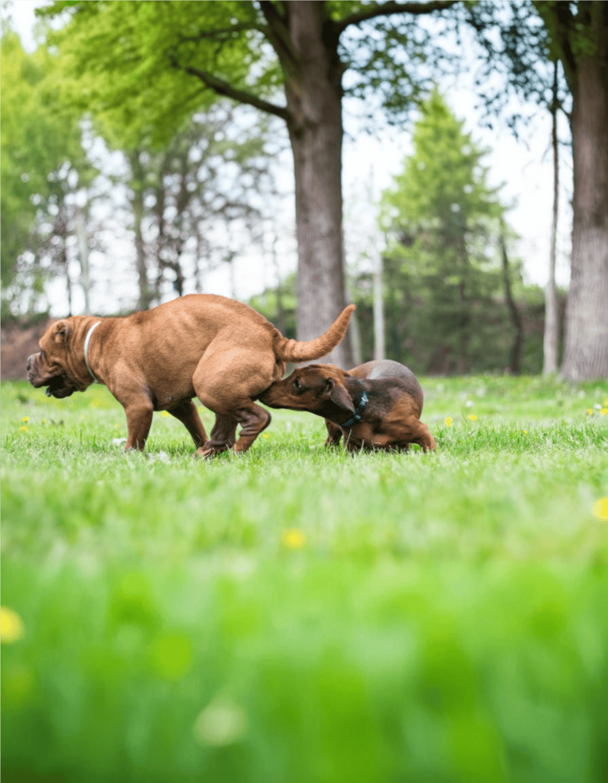 Cute puppy and dog wrestling and playing on grass in park.