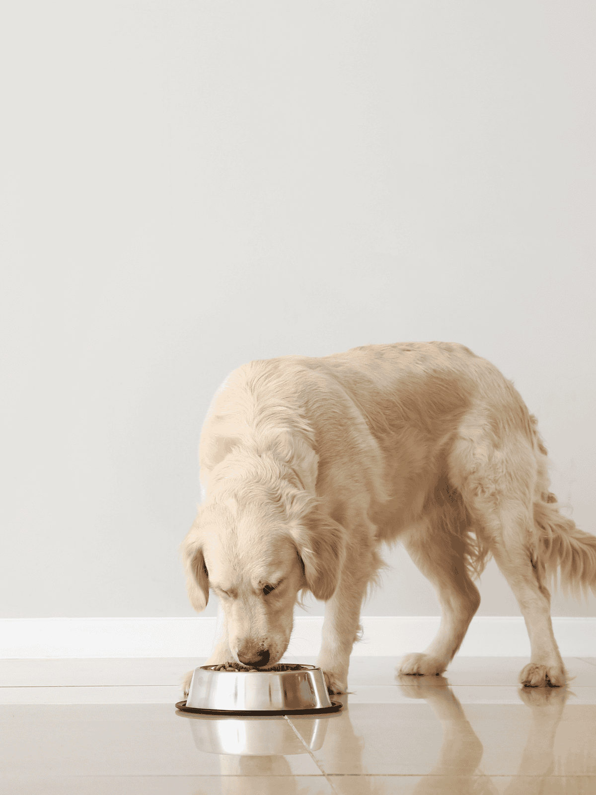 Golden retriever eating from a stainless steel pet bowl.