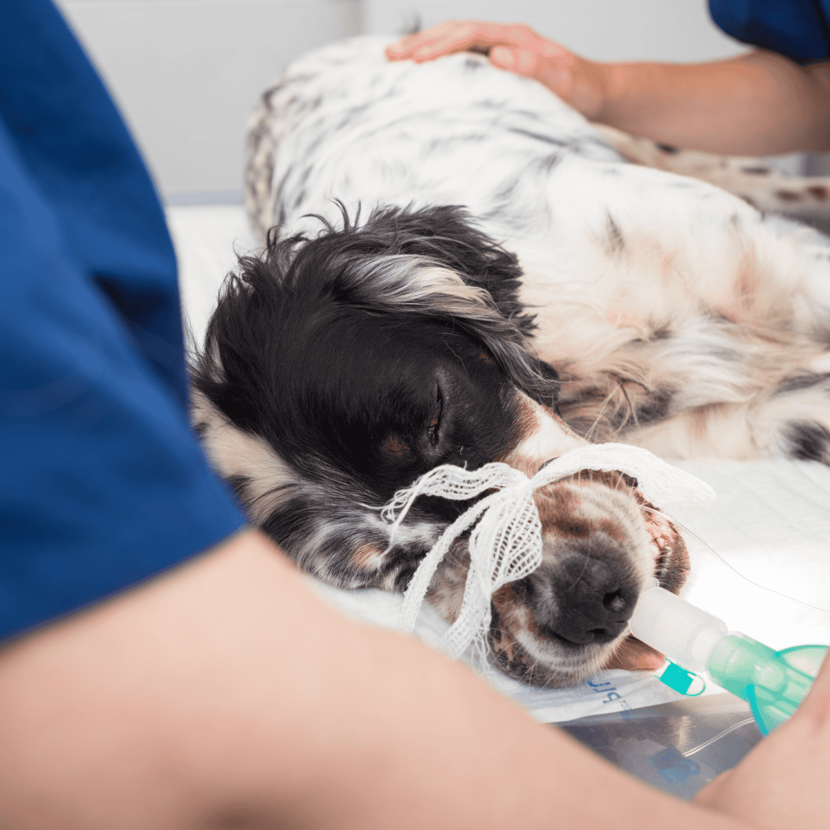 Dog receiving oxygen therapy at veterinary clinic.